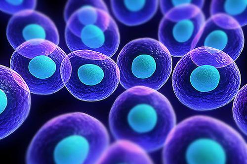 科学家发现分子在细胞中的关键功能对于调节免疫力至关重要