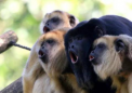 研究发现黑吼猴的高级导航技巧