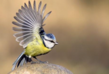 研究发现鸟类可能传播莱姆病