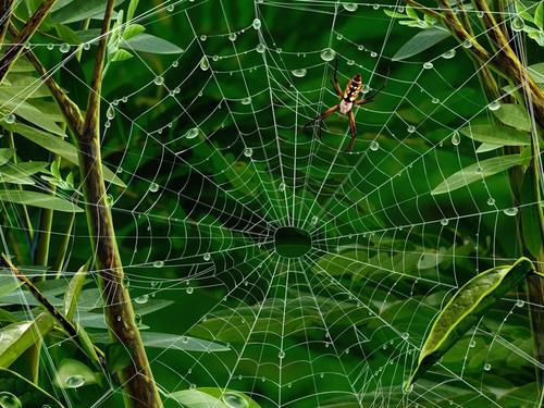 蜘蛛网上的露珠揭示了细胞结构背后的物理原理