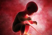 伦理学家敦促将14天人类胚胎的研究期限延长至28天