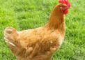 新研究发现无笼产蛋的母鸡死亡率随时间下降