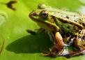 一种致命的真菌正在杀死青蛙但它们皮肤上的细菌可以保护它们
