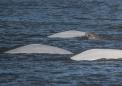 DNA技术使研究人员能够确定阿拉斯加白鲸的年龄