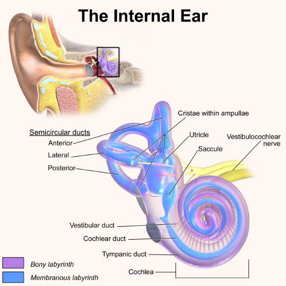 研究称使用阿片类药物可导致部分或全部耳聋