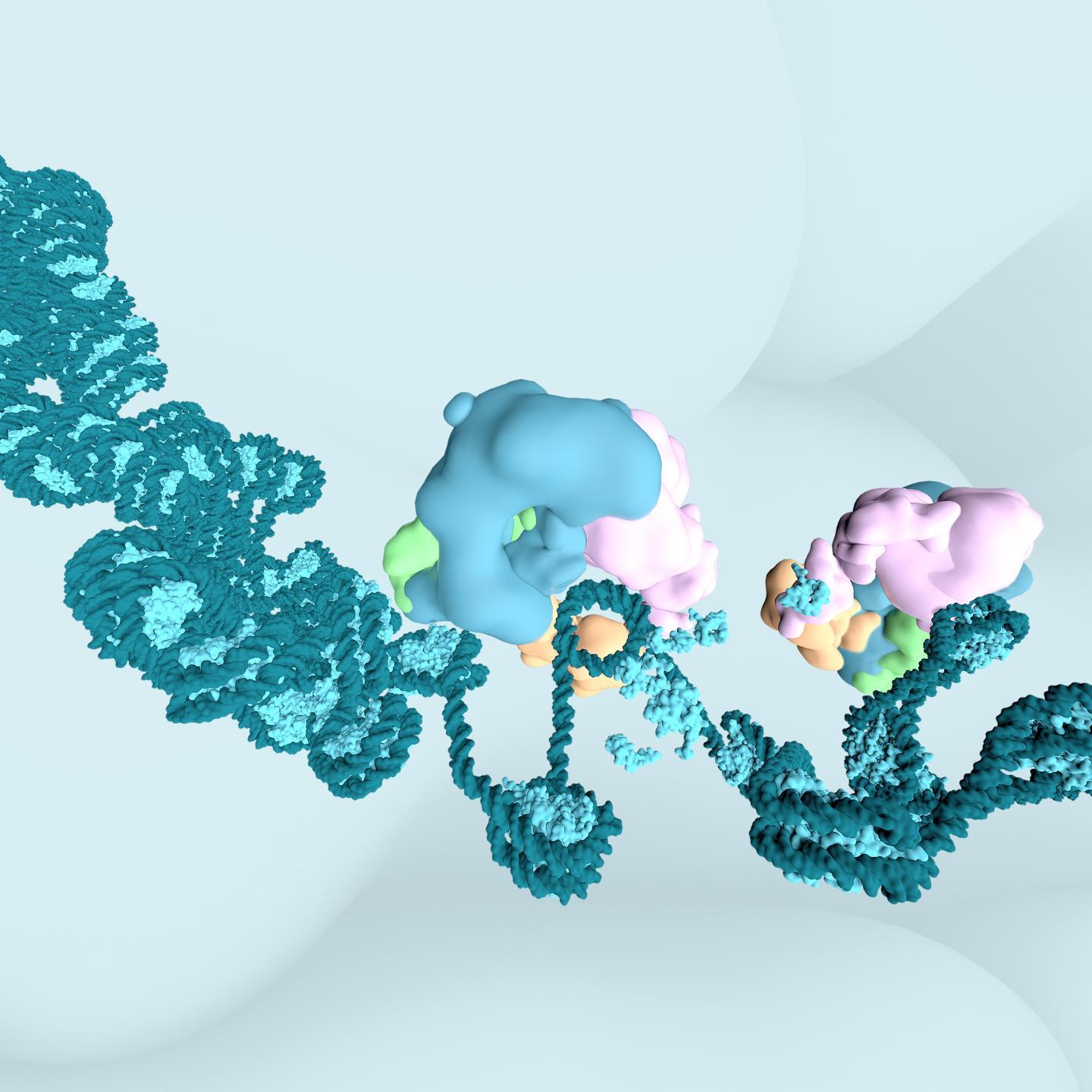 抑制BAF复合物会导致DNA可及性快速丧失