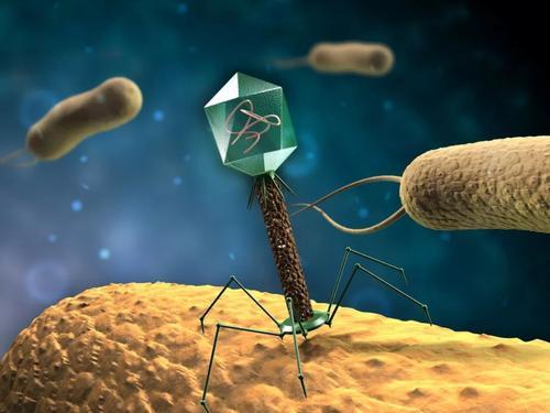 噬菌体可以预测细菌的位置并在引起感染之前将其消灭