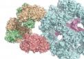 代谢：研究人员首先阐明巨大酶复合物的结构