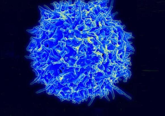 训练免疫系统T细胞清除癌症