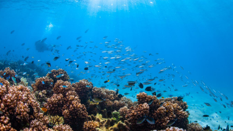 鱼的饮食使海洋生物多样性热点升温