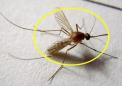 一项新测试将很快用于帮助消除蚊子传播的疾病