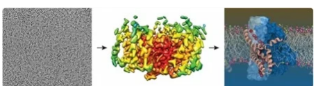 科学家揭示了我们细胞中谷氨酸转运蛋白的结构