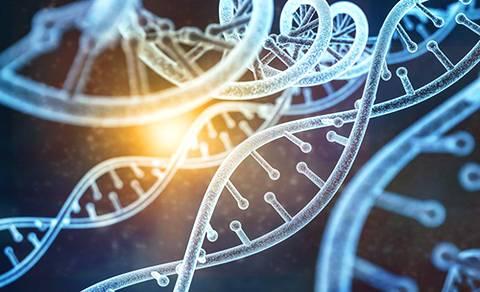 研究人员找到提高新基因组编辑工具删除效率的方法