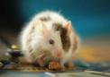 实验治疗似乎可以减轻实验室小鼠的1型糖尿病