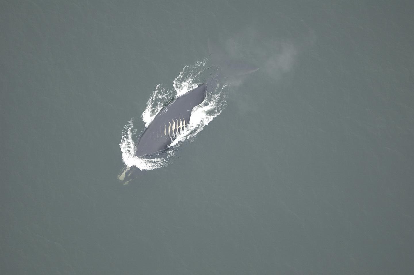 研究发现人为造成的北大西洋右鲸死亡被低估了