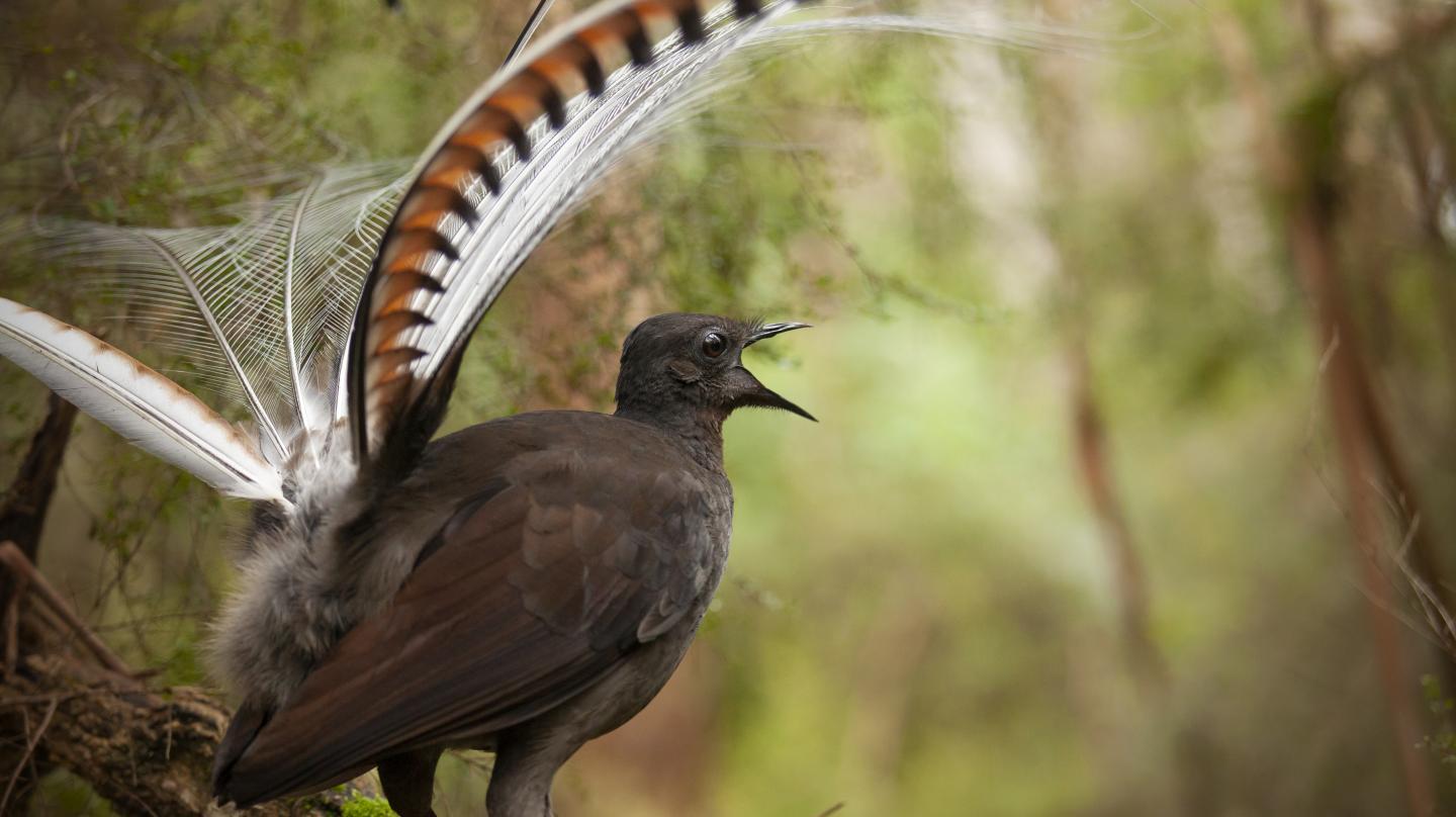 雄性琴鸟会制造出一种声学错觉以圈套潜在的伴侣