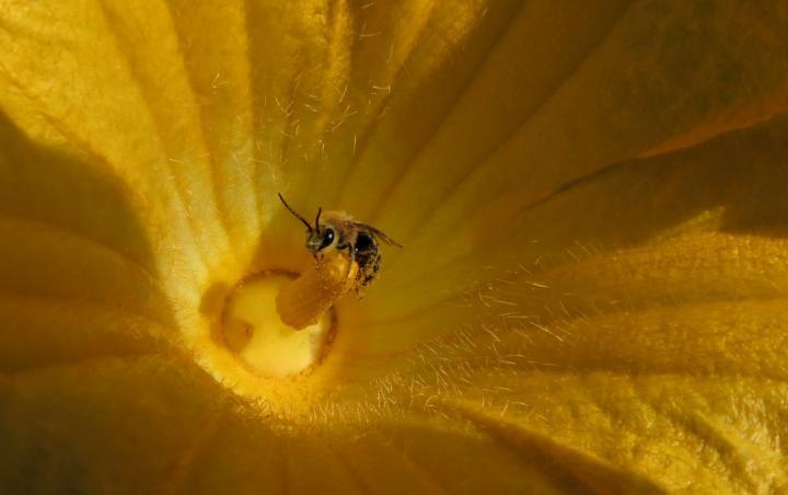 杀虫剂极大地阻碍了地面嵌套蜜蜂的繁殖