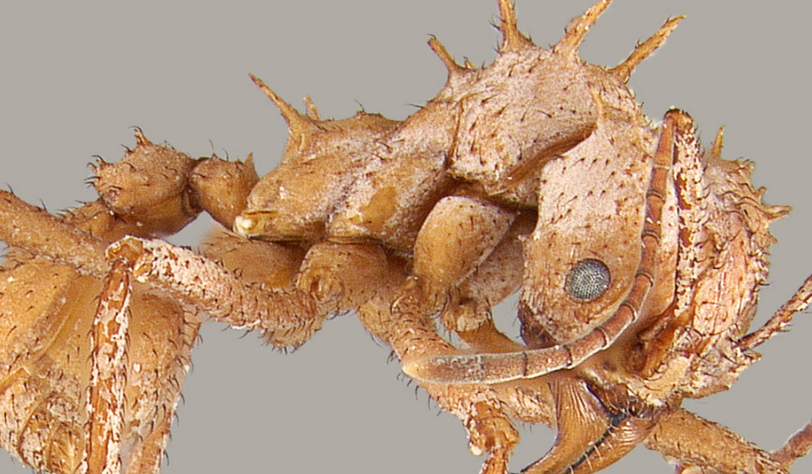 实验表明一种切叶蚁在其外骨骼上具有坚韧的方解石层