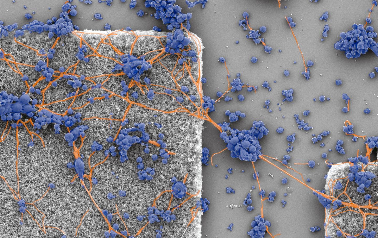 俄勒冈州研究人员揭示了连接神经元的编织分形网络