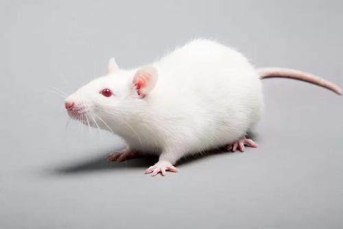 小鼠研究发现再生肝脏中的分工可维持新陈代谢