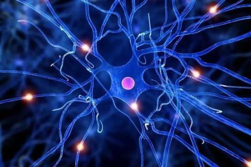 耶鲁大学的研究小组发现了数十种阻止神经元再生的基因