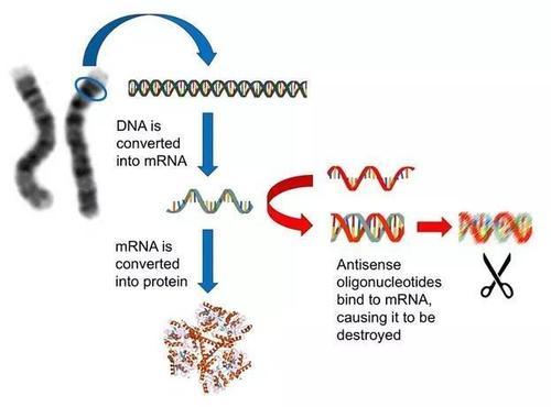 反义寡核苷酸可作为治疗MECP2复制障碍的可行方法