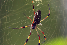 一些蜘蛛可能会旋转缠绕有神经毒素的有毒网