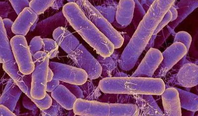 研究表明反向抗生素对革兰氏阴性菌的影响
