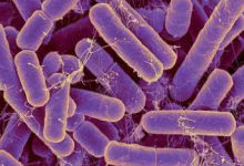 研究表明反向抗生素对革兰氏阴性菌的影响