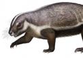 古老的哺乳动物Adalatherium hui非常怪异 以至于科学家一直没有对它进行分类