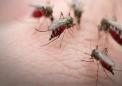 杜克大学的科学家发现了抗疟疾的单克隆抗体活性的证据