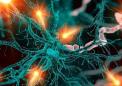 石墨烯纳米颗粒对神经元的影响