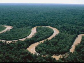 亚马逊地区的森林砍伐增加了抗药性细菌的多样性