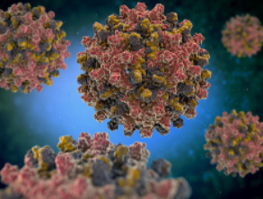 普林斯顿大学的研究人员阐明了乙型肝炎病毒如何建立慢性感染