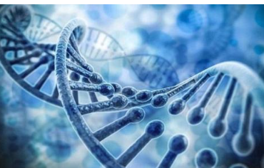 研究人员开发了基于CRISPR的新型基因编辑器来纠正导致遗传疾病的突变