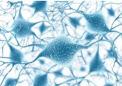 新发现的细胞应激酶可能是神经退行性疾病治疗的目标