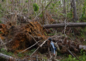 飓风玛丽亚的大雨如何摧毁波多黎各的森林