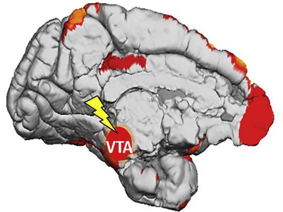 研究人员发现大脑如何从潜意识刺激中学习