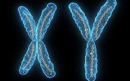 研究揭示了有关X染色体结构的新线索
