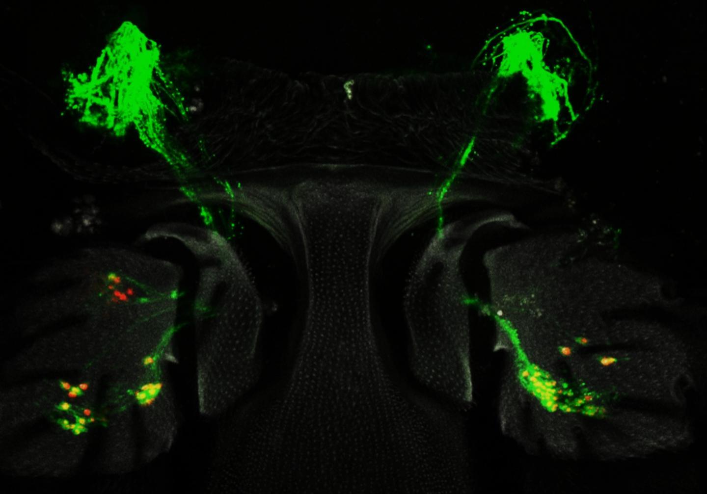细胞科学家描述了成年苍蝇如何在其触角中再生感觉性听觉细胞