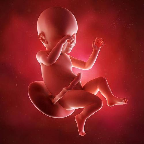 研究探索受孕前的环境暴露如何影响胎儿发育