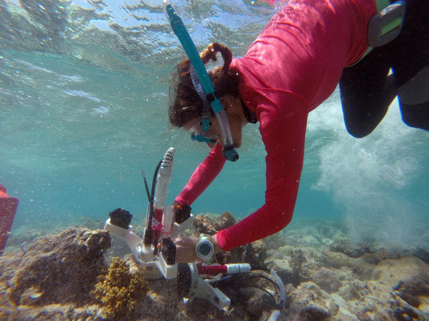 在死去的珊瑚上生长的藻类可能描绘出错误的玫瑰色珊瑚礁