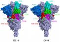 更坚固的刺突蛋白可以解释病毒变体的传播速度