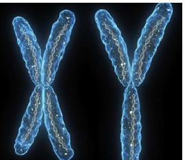 对难以捉摸的蛋白质复合物的见解可以帮助找到针对染色体疾病的新疗法