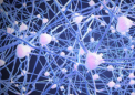 研究调查神经元如何构建不同强度的突触