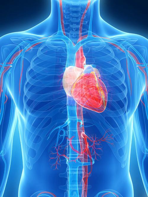 新疗法显示出预防心脏病发作后心力衰竭的希望