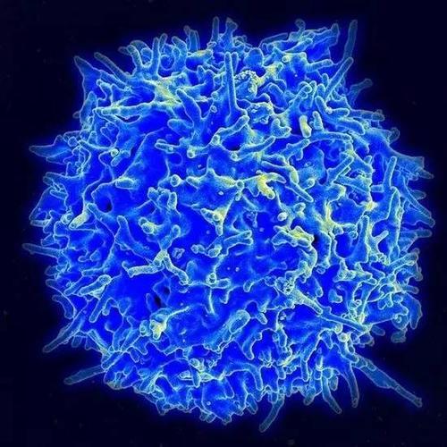 一项新研究牵涉到驱动疾病的B细胞参与脂肪肝疾病的发展