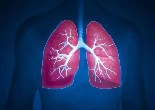 研究阐明了肺发育的分子细节