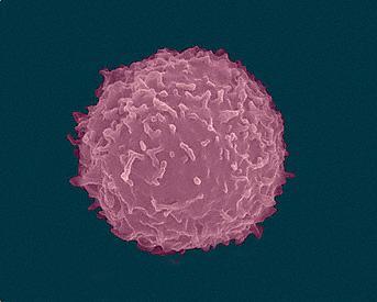 T细胞刺激蛋白和白介素10协同预防肠道炎症