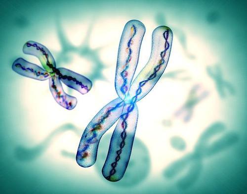 新研究揭示了X和Y染色体如何相互作用